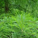 Taxodium distichum feuille